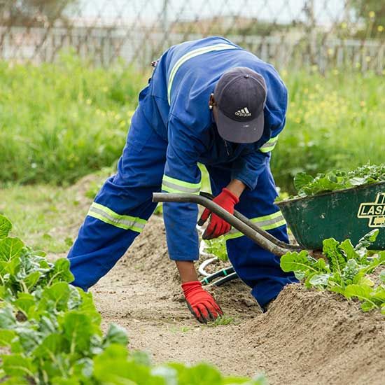 Worker digging into yard soil to inspect conditions near a septic drain field